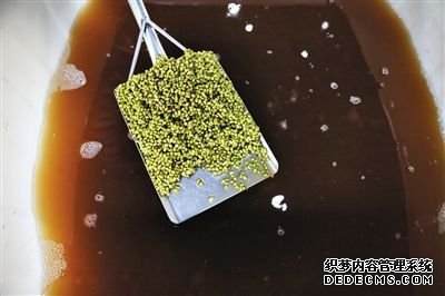 豆芽车间内，红褐色的水里泡着用于发芽的绿豆。