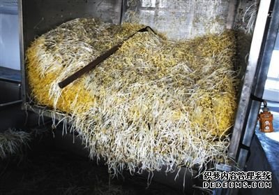 大兴豆芽非法生产“基地”的车间内，已经生产出来的豆芽正在等待最后一道清洗工序。这些豆芽的长度接近20厘米，远远超过正常豆芽。