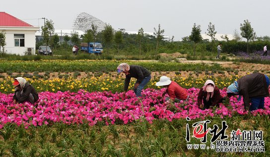 北戴河新区渔岛景区鲜花吐艳迎宾客