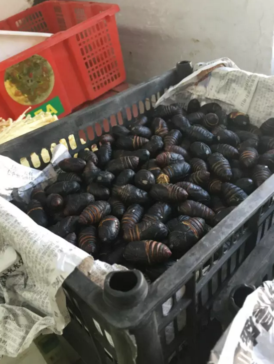 媒体曝上海姑娘返乡日记:在东北婆家的第一个年