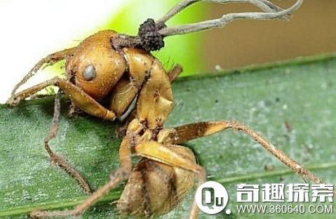 “僵尸病毒”真的存在 动物被真菌感染成僵尸