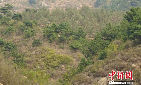 站在山坡上望去，一片苹果树隐藏在松树林之中。　张帆 摄