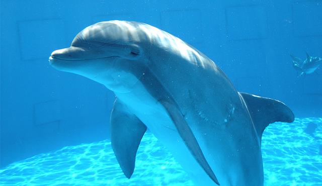 6头瓶鼻海豚顺利运抵秦皇岛隔离场