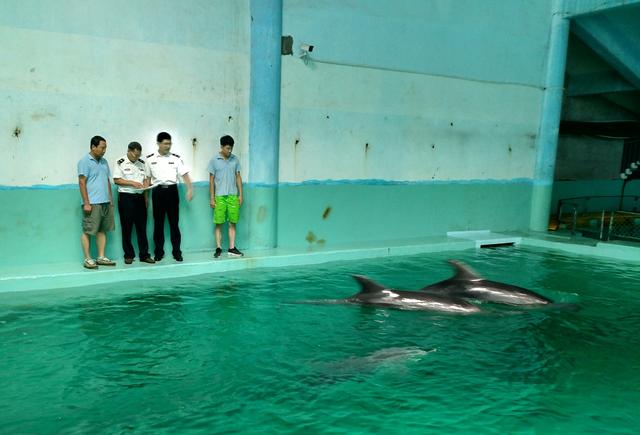 6头瓶鼻海豚顺利运抵秦皇岛隔离场