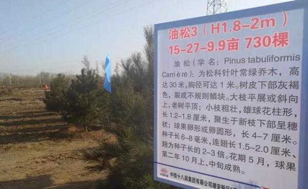 雄安新区千年秀林树木介绍。